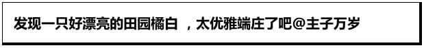 这猫长相好新的样子！田园橘白颜值爆表了！